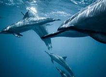 天天盈球即时比分直播-北京国安德籍体育总经理：希望稳扎稳打